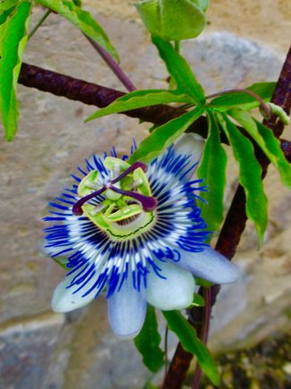 Passionflower
