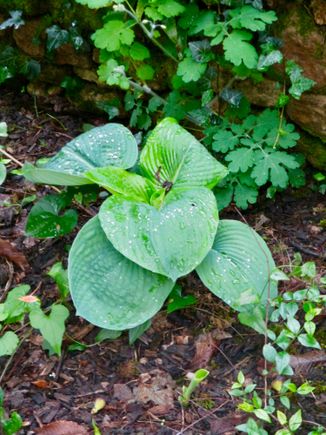 One of the crocuses I planted - 5 days ago!