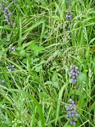 Wild orchids hiding in the "lawn" 