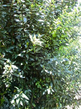 Our bay laurel tree