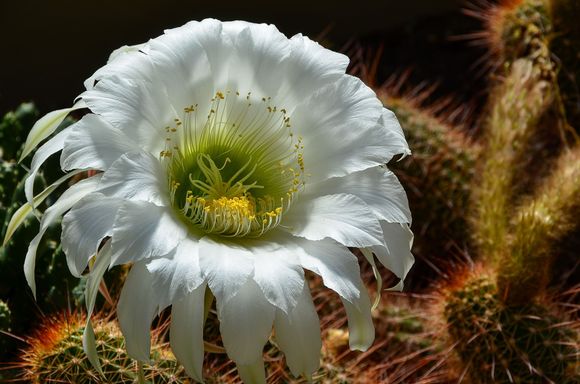 Pretty flower at Kew Gardens.