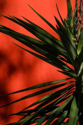 It was a colorful place; pink proteas from ZA, purple iris, blue salvia, green lizards, glicine, green-glass bulbs atop lights, golden frog-tapped drinking fountains, aloes, herbs, a grotto with the founder's wife Susan's statue, a nymphaeum plus the pseudo-Greek Temple of the Sun. The latter had running waters, poinsettias and palms plus quotes from Brit composer/founder William Walton's pieces. Interior designer Simon Verity painted some corny Pompeii brothel action scenes on its walls. 