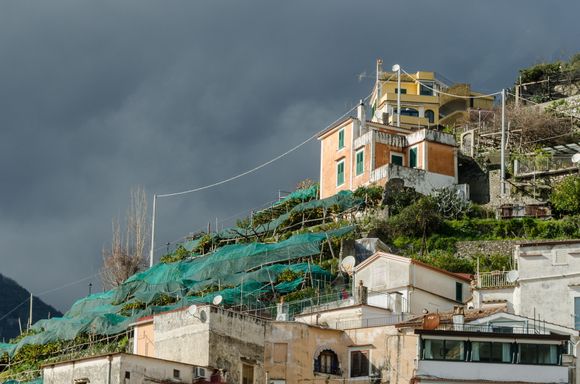 Other views also soon emerge. All of them, every last one, includes the green, off-season gauze-wrapping done to protect all citrus groves here.