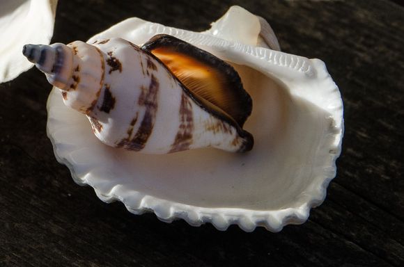 Tiny perfect shells.