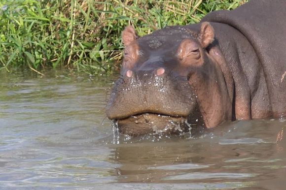 A happy hippo