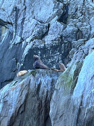 Stellar sea lions on Chiswell islands 