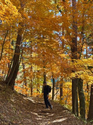 Beautiful autumn foliage