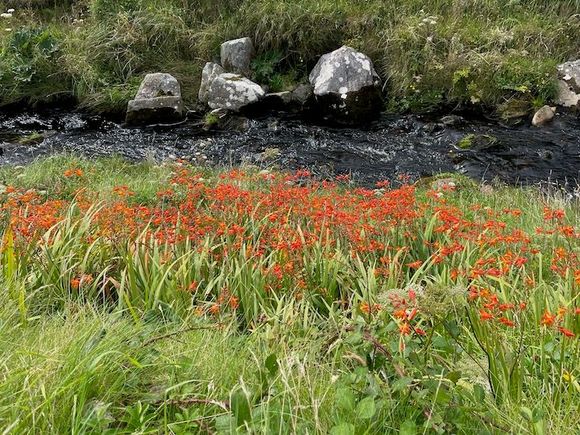 Plenty of wild flowers around