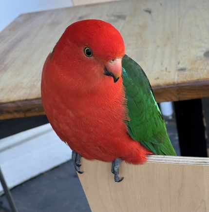 Beautiful red parrot eyeing our meat pies!