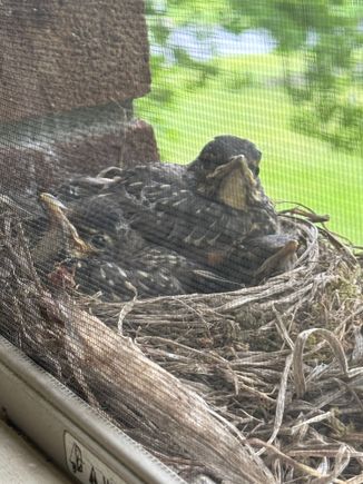 They are getting bigger every day. DH named the Molly, Dolly and Jolly. dolly is the boss, it seems.