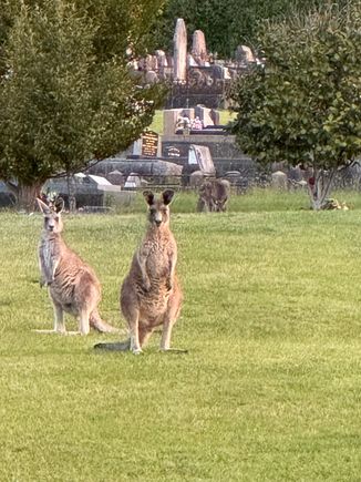 Apparently kangaroos are frequently seen in cemeteries eating the grass!
This was around 8PM. 