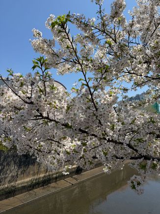 Meguro River