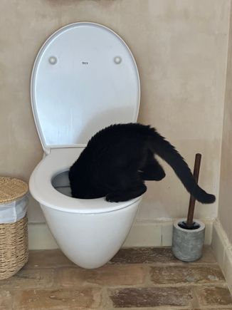 How did this photos sneak in?   Sombra is good-and sick of all this food talk...all she wants its a drink in my bathroom..I do miss her!!