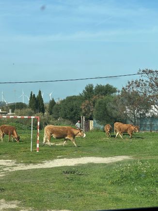 Retinta cows in a playground near my "home."
