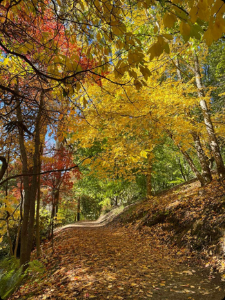 I love this path through the park
