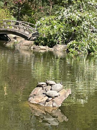 Japanese Gardens Tuesday. There are always turtles sunning themselves on this rock, but I’ve never seen 6 of them there. 
