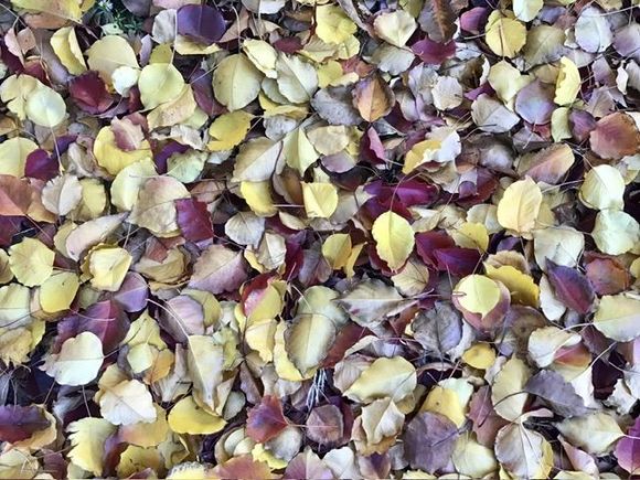 I love autumn 