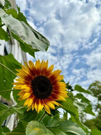 And sunflowers