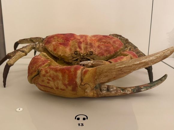 Tasmanian giant crab