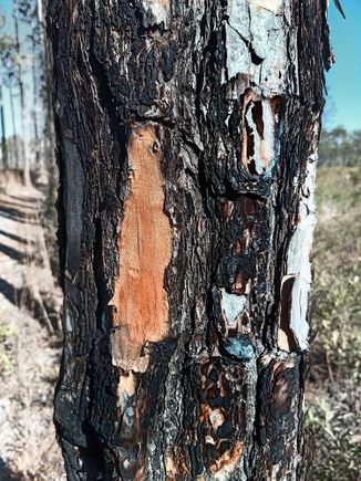 Pine tree bark after a fire, the tree survives