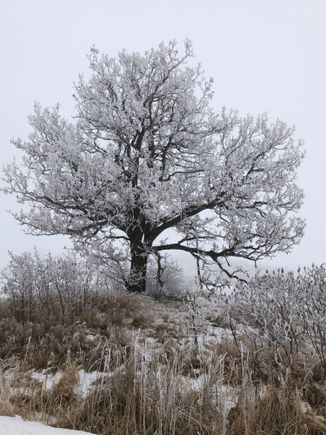 the mighty oak tree.