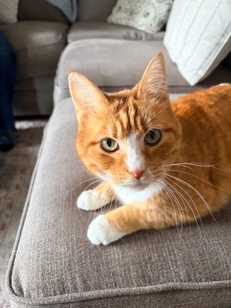 Her cat. He’s truly been a lifesaver this past year. Just by existing. 