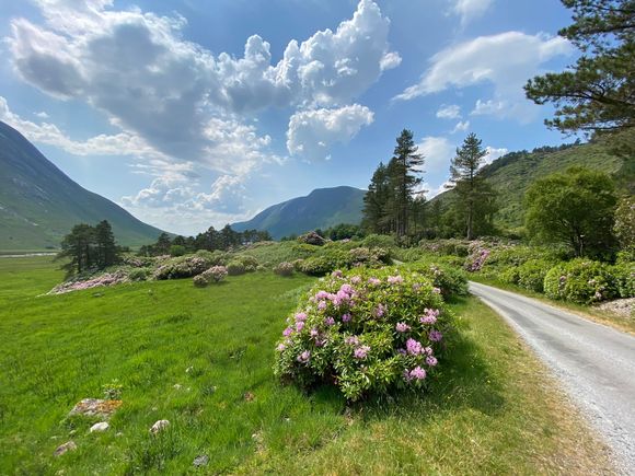 And more rhododendrons . . . . .