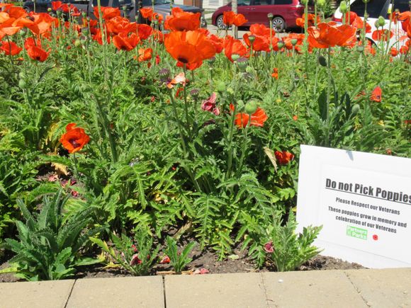 Poppies blooming everywhere