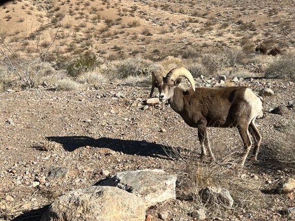 A Ram Big Horned Sheep. One of the few animals more hard headed than I am.
