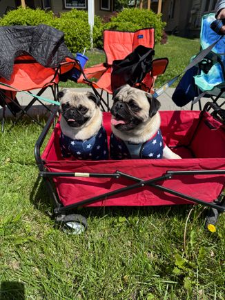 Our grand pup Clover (left) and her brother Lucky at the Memorial Day parade today.