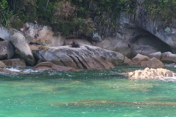 Seal Lounging on a Rock