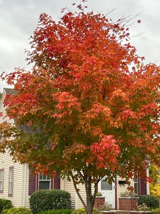 another Red/orange Maple.