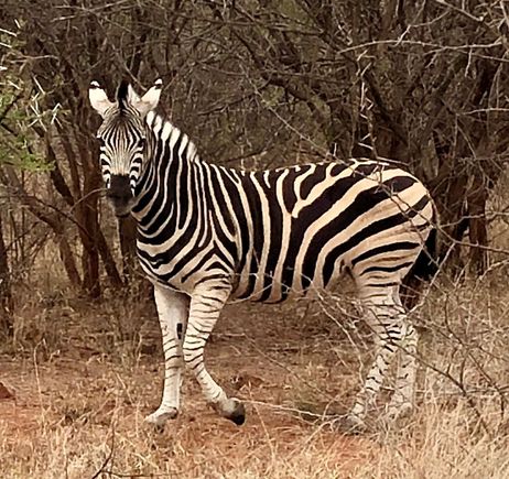 Zebra posing for photo