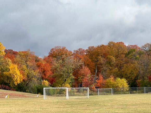 Not sure if these are planted trees or natural as it's in a long ago developed part of the Twin Cities suburb of Minitrista.