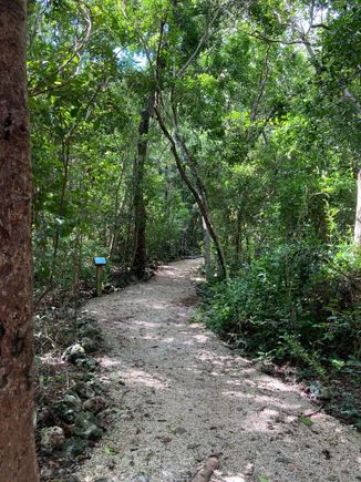 Another trail at Pennekamp state park 