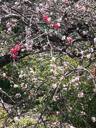 Variegated cherry tree - Ueno park