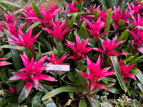 so perfect I think they are fake. Like most things in Vegas.