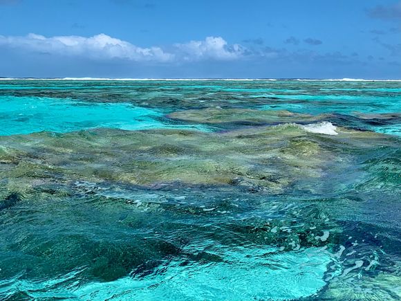 Coral is so close to the ocean surface 