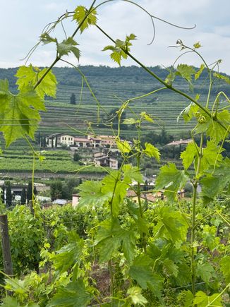 Another view of the vineyards