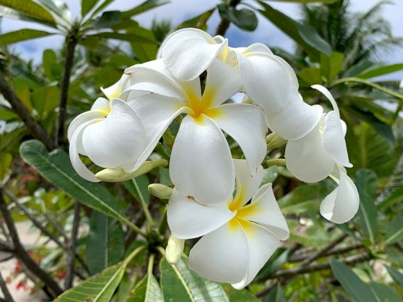 For the plumeria lovers!