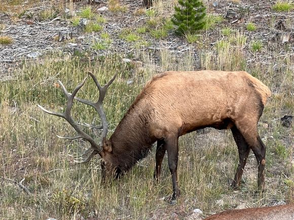 This is known as a 5 by 5 bull elk. He has an 8 cow harem so he is a good fighter.