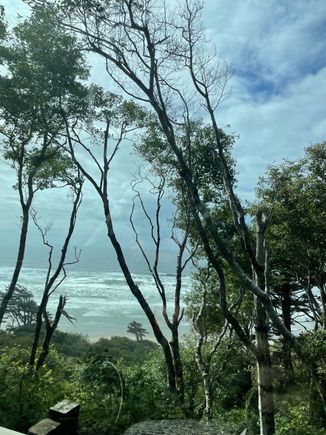 Another tree / beach shot
