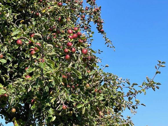 ...and North Bay has some trees, with apples growing right on them!! I thought apples came from Safeway.