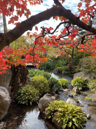 My Japanese Gardens yesterday. 