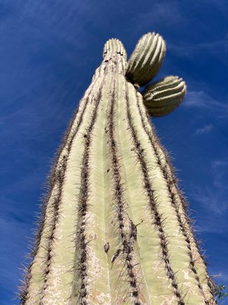 The mighty saguaro 