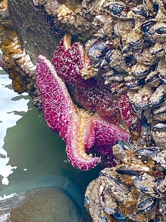 Starfish!