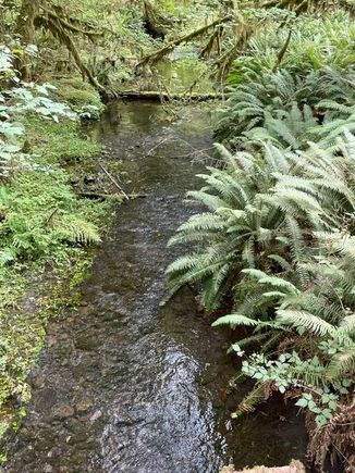 This is a little creek that leads into the Hoh River