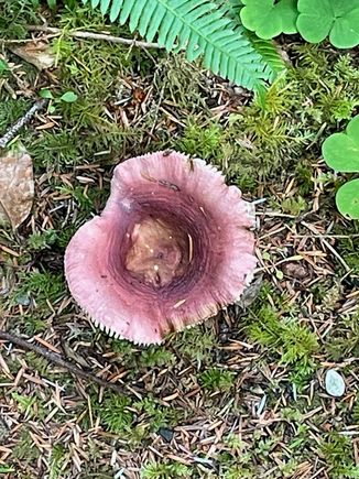 ...and this mushroom