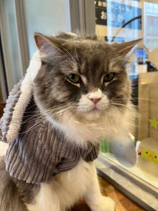 Furry friend at cat cafe 