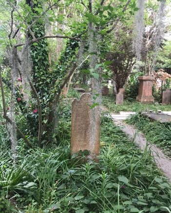 Spanish moss is just cool and pretty